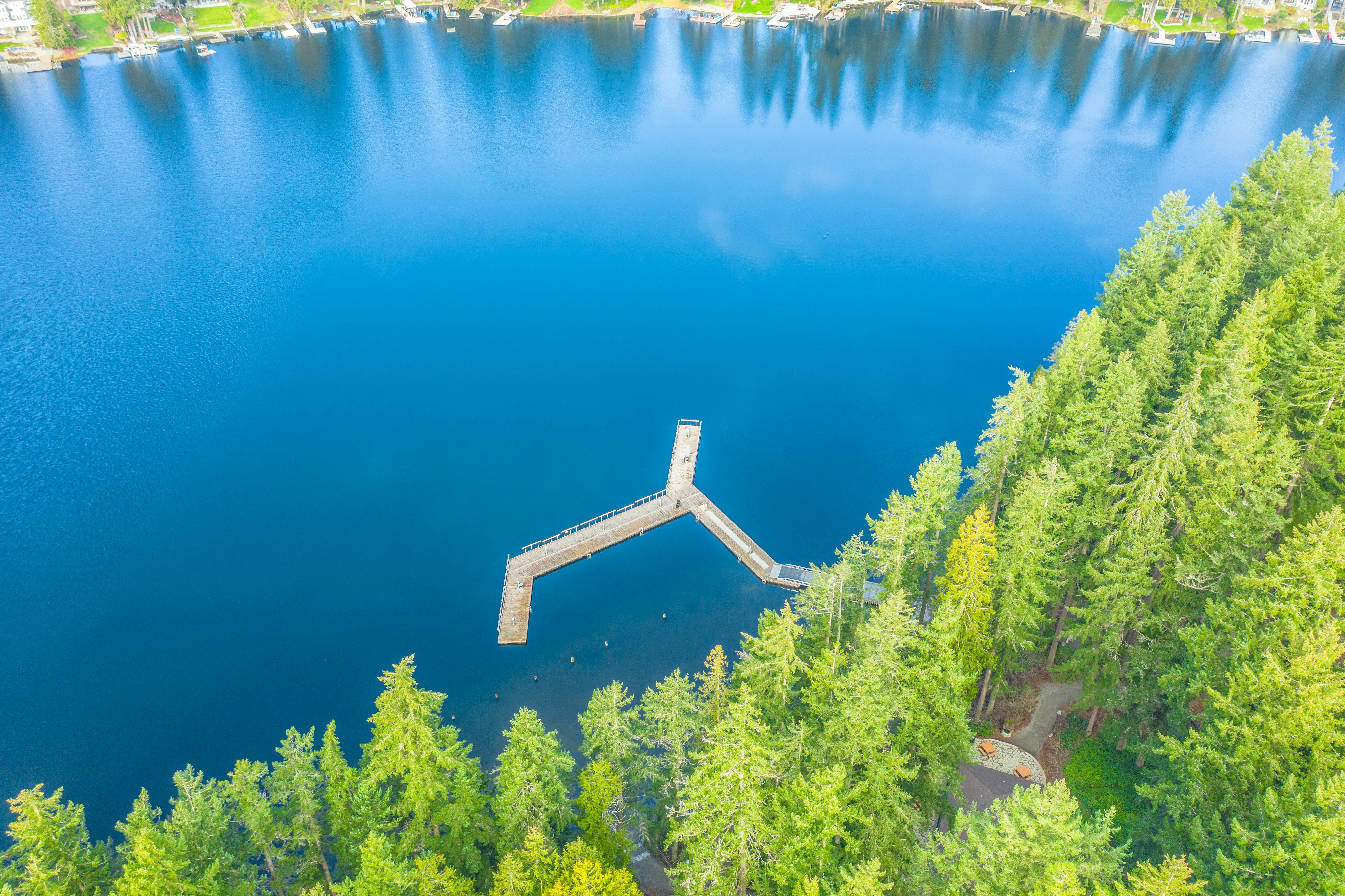 aerial view of green trees beside blue body of water during daytime